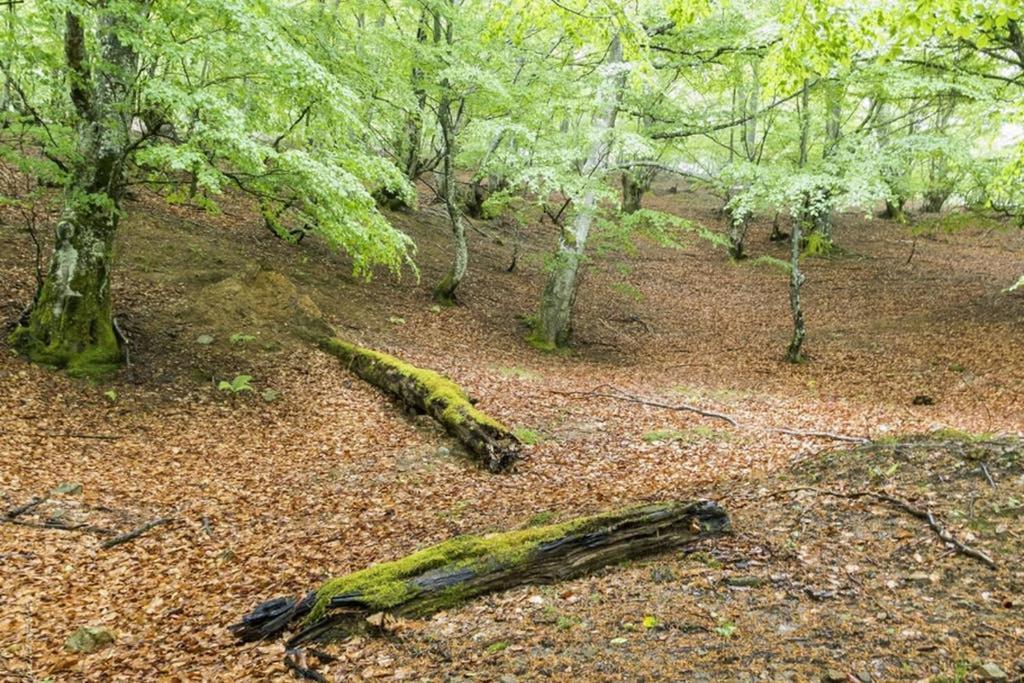 Los Molinos - Atico En Montana De Asturias Felechosa Εξωτερικό φωτογραφία