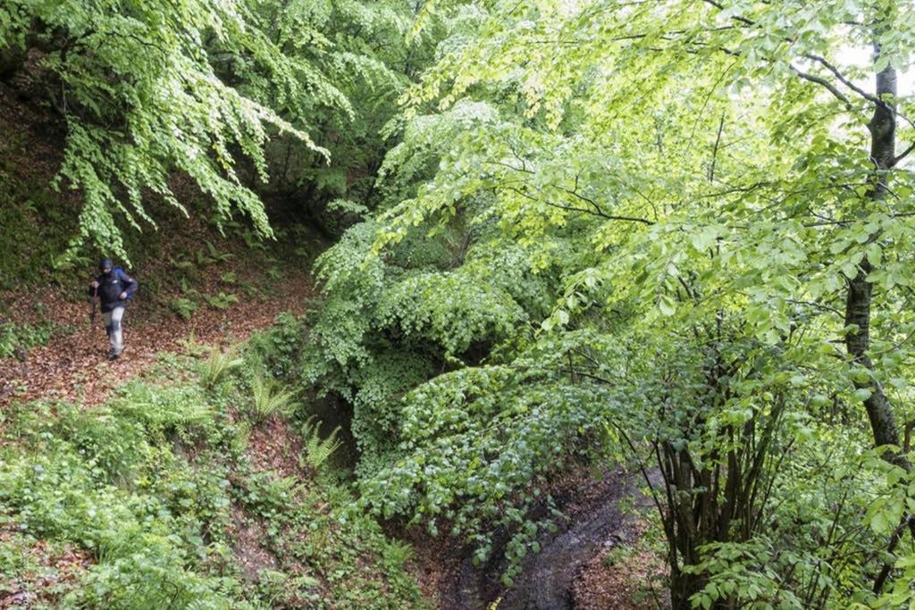 Los Molinos - Atico En Montana De Asturias Felechosa Εξωτερικό φωτογραφία